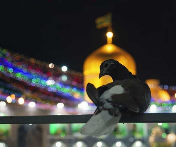 دارم میرم پابوس آقا امام رضا