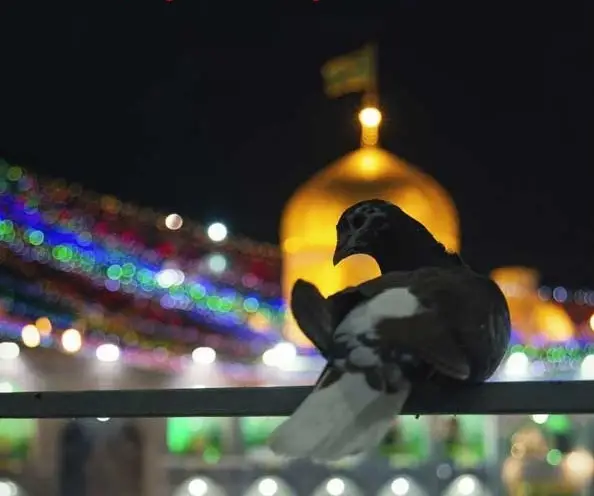 دارم میرم پابوس آقا امام رضا